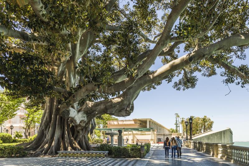 Turismo - Ayuntamiento de Cádiz  Alameda Apodaca